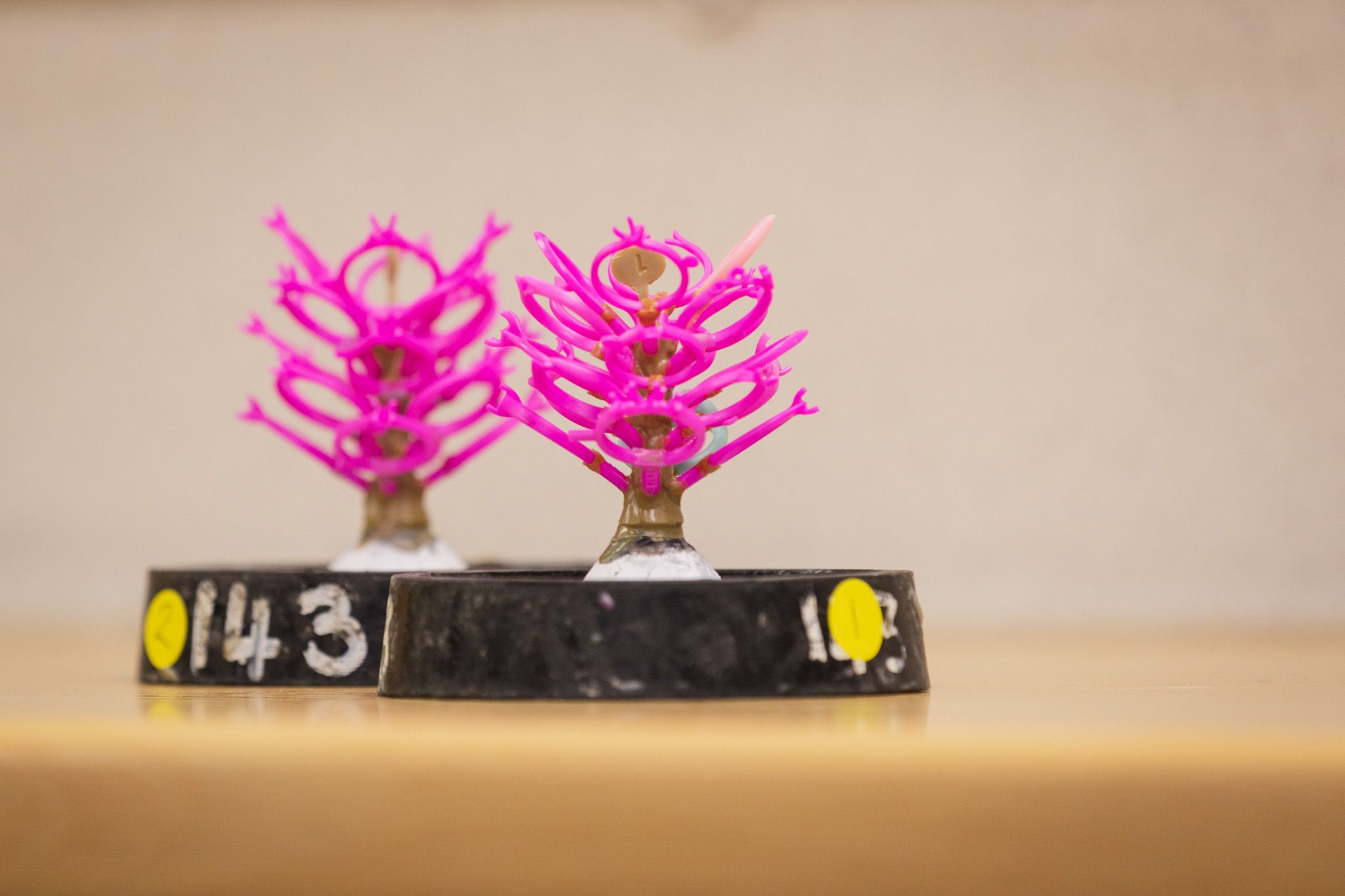 Two pink wax models of rings, arranged on a sprue tree, sit on black bases with yellow tags displaying numbers.