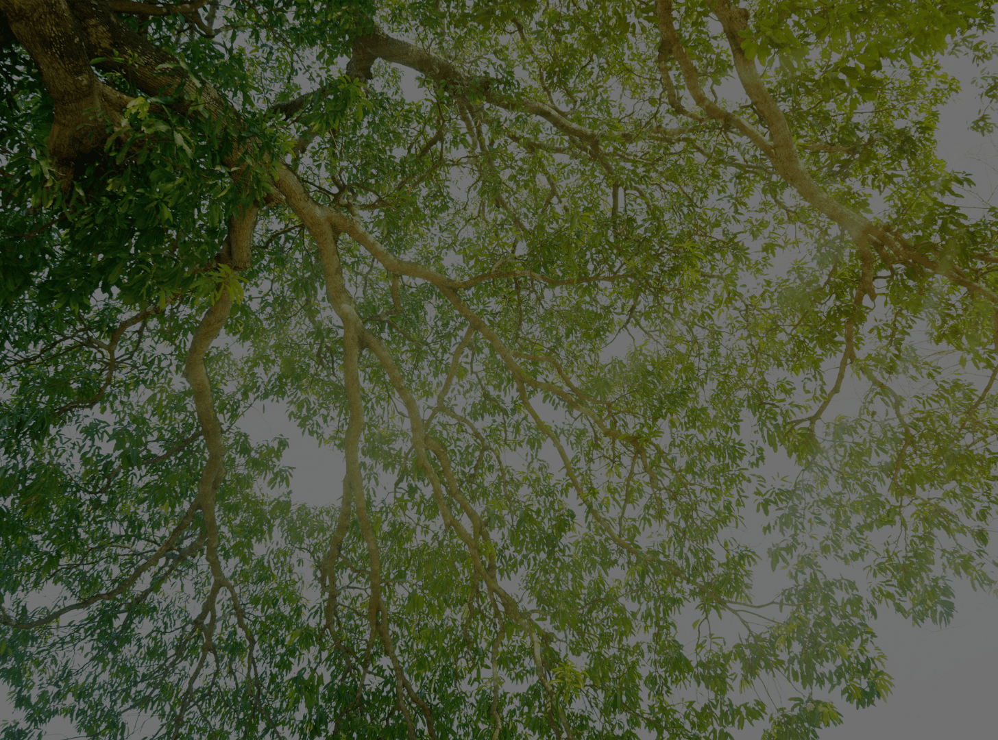 View looking up at tree branches and green leaves with sunlight shining through.