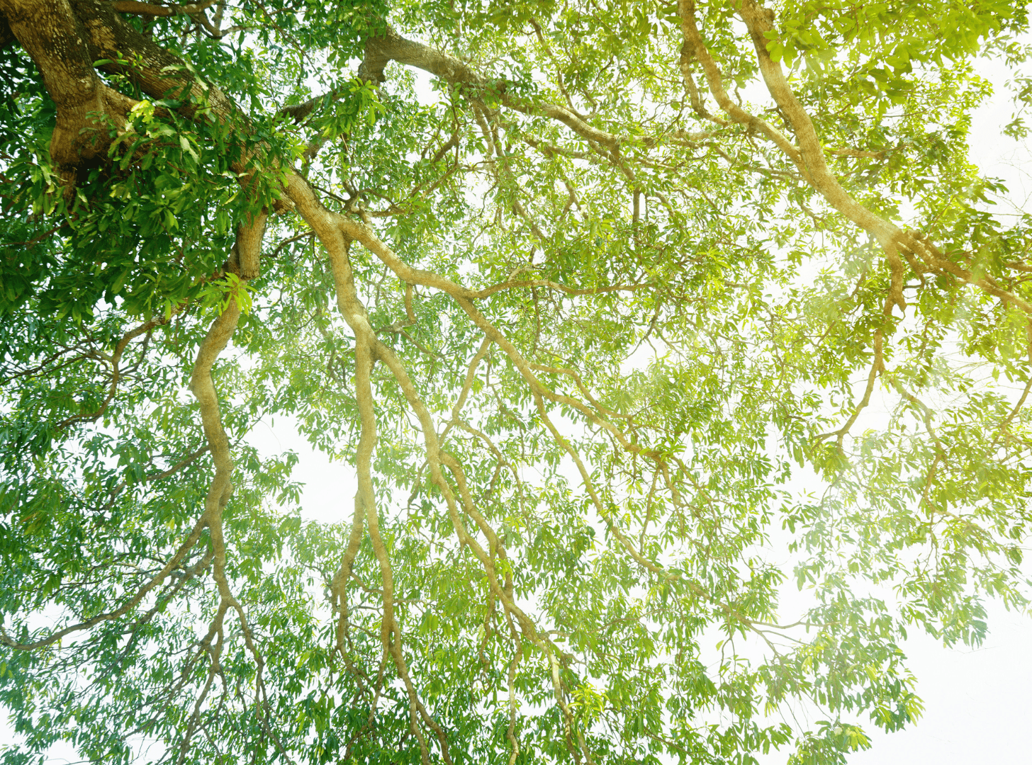 A beautiful view looking up into the canopy of a large tree, with bright green leaves and branches filtering the sunlight.
